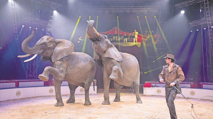 Ein spektakuläres Programm wartet auch in diesem Jahr auf die Zirkusbesucher. Foto: Sven Ellger
