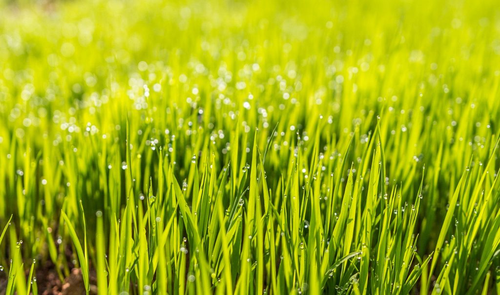 Wie oft und auf welche Höhe ein Rasen geschnitten werden sollte, hängt vom jeweiligen Typ ab. Foto: Pixabay
