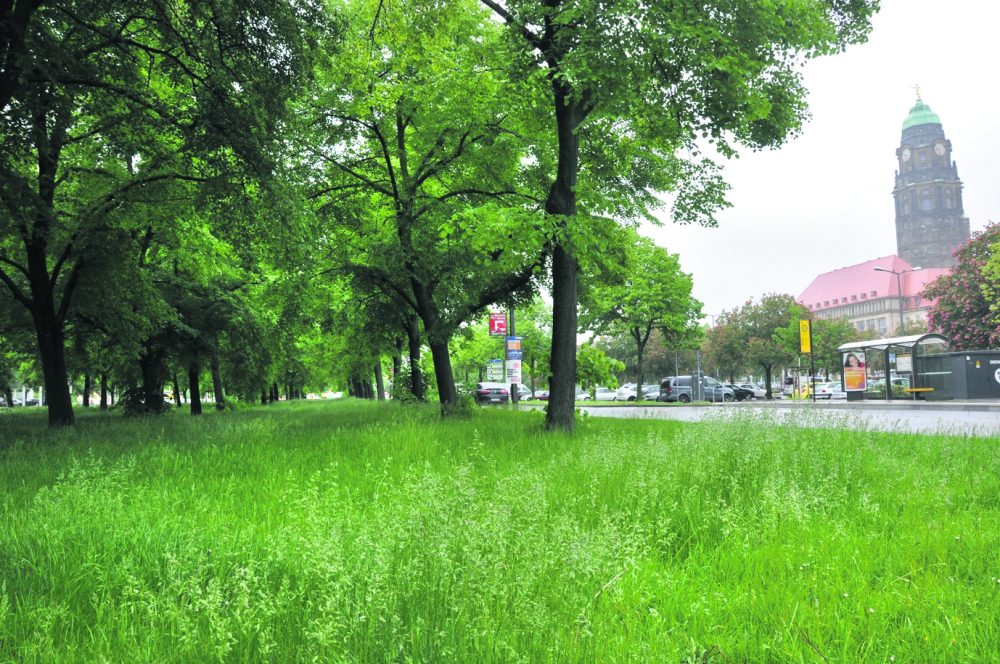 Grünanlagen & Parks  Landeshauptstadt Dresden