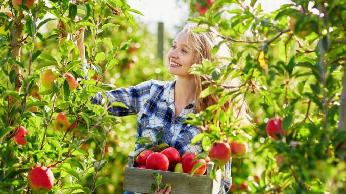 Die Apfelernte beginnt - das und vieles mehr bei Obstbau Rüdiger