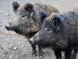Wildgehege Moritzburg von Schweinegrippe betroffen
