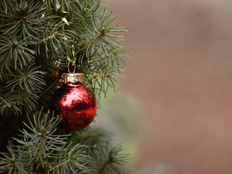 Hier können Sie Ihren Weihnachtsbaum entsorgen