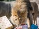 Zoo Dresden: Trauer um Löwe Jago