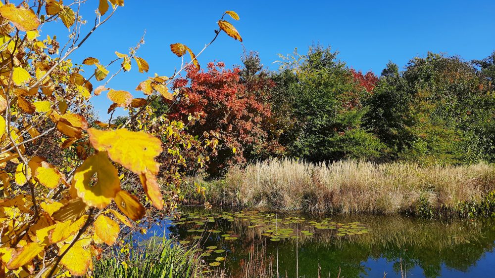 Glücksort des Monats Forstbotanischer Garten Tharandt