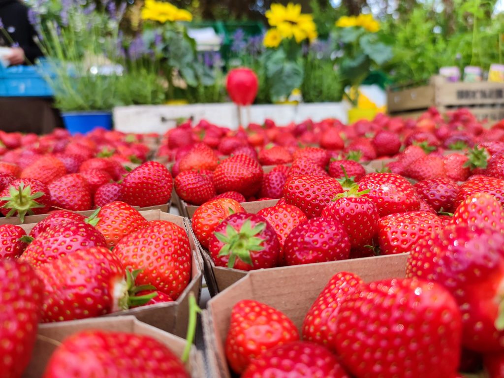 Dresdner Wochenmärkte: Frische Erdbeeren aus der Umgebung
