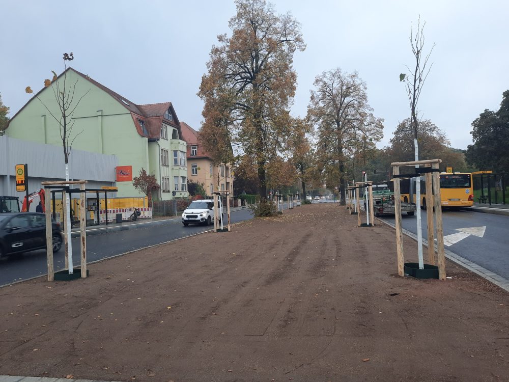 It is turning green in Dresden: the sowing season for city trees begins