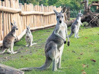 Zoo Känguru