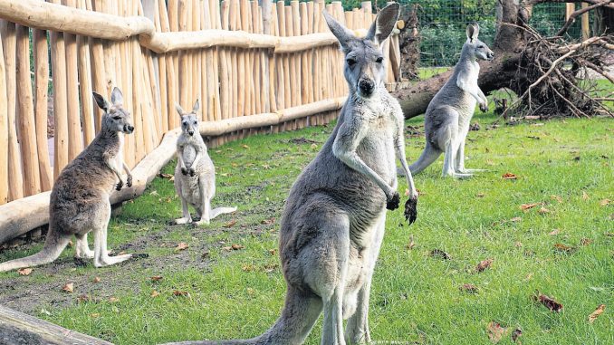 Zoo Känguru