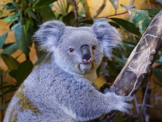 Koala-Weibchen Eerin