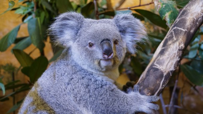 Koala-Weibchen Eerin