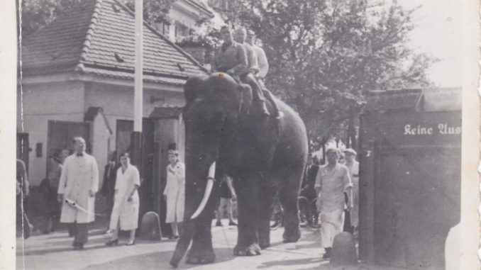 Elefant Schlachtung Messe Ostra Entdeckertour