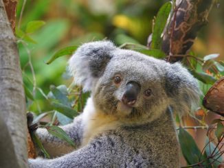 Zoo Koala Eerin