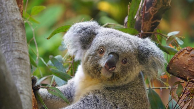 Zoo Koala Eerin