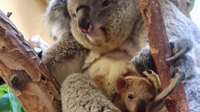 Zoo Koala