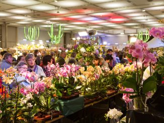 Die Internationale Orchideenschau des D.O.C. zieht jährlich tausende Besucher nach Dresden. Foto: Messe Dresden/Frank Grätz