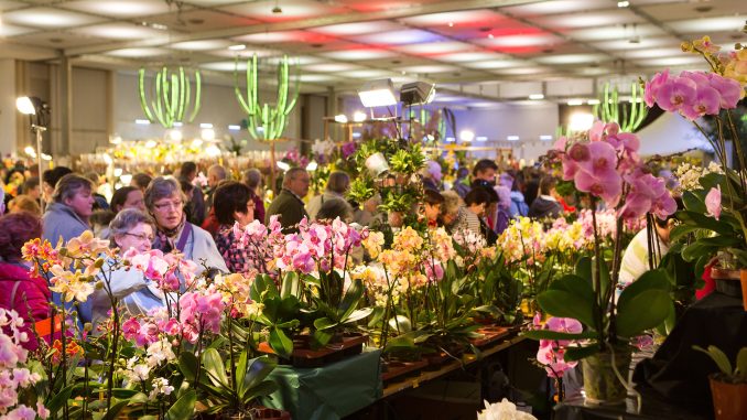 Die Internationale Orchideenschau des D.O.C. zieht jährlich tausende Besucher nach Dresden. Foto: Messe Dresden/Frank Grätz