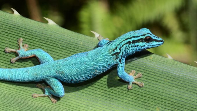 Gecko Zootier des Jahres 2024