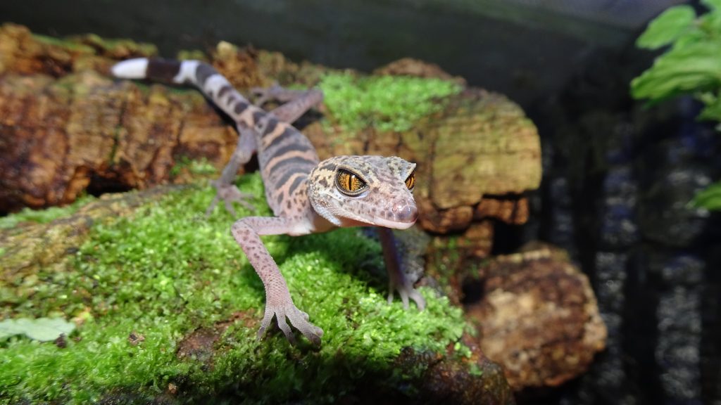 Gecko Zootier des Jahres 2024