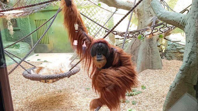 Zoo Orang-Utan-Haus