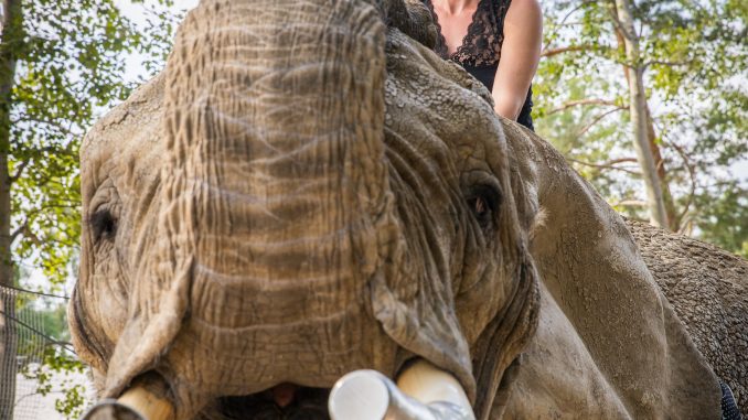 Elefant reiten Starkenberg Erlebnispark