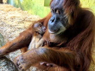 Zoo Dresden Orang Utan