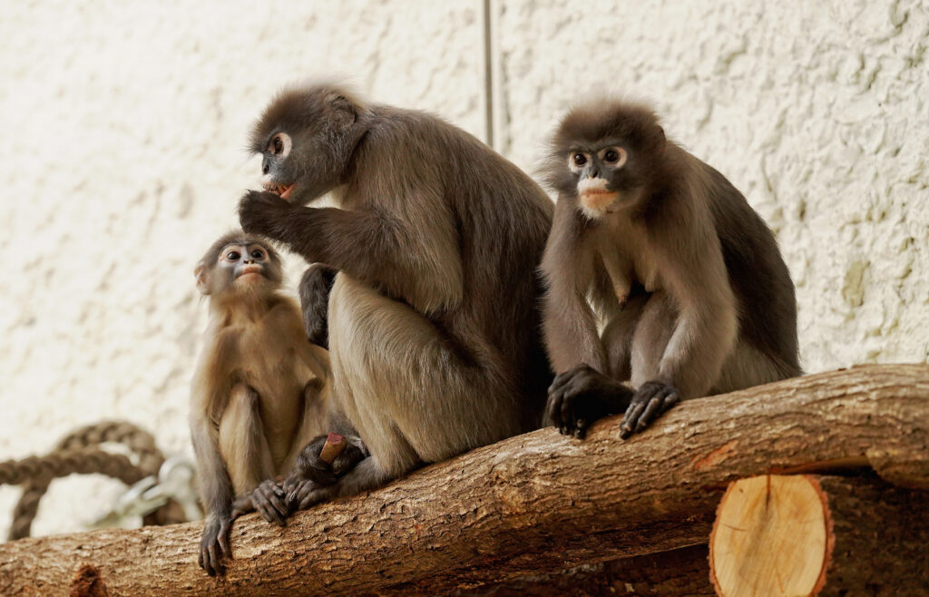 Zoo Brillenlanguren