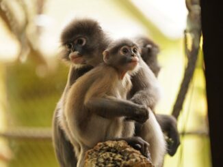 Zoo Brillenlanguren