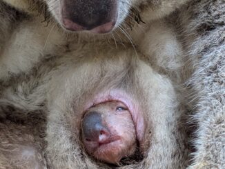 Zoo Koala