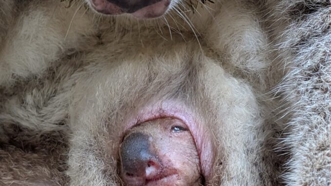 Zoo_Koala-Nachwuchs_Eerin_Olaf Lohnitz_Mai2025 Zoo Koala