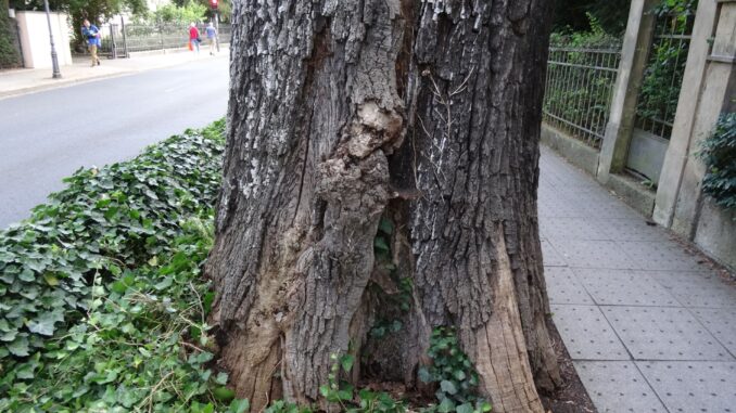 _Eiche Hüblerstraße_2_Umweltamt Dresden_quer Baumfällung