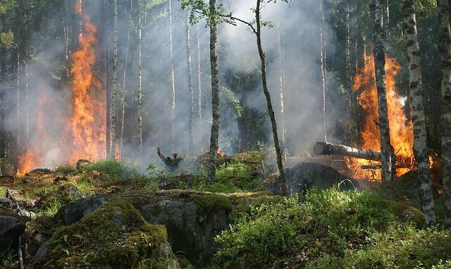 forest-fire-432870_640