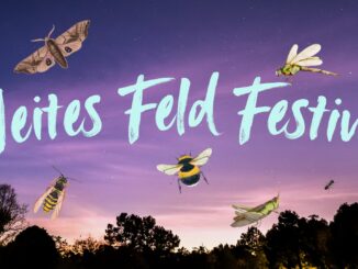 Weites Feld Festival