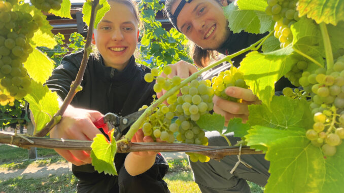 Wein_Lese_Azubine Salvina Danó_Azubi Thassilo Uhlig_Schloss Wackerbarth Weinlese
