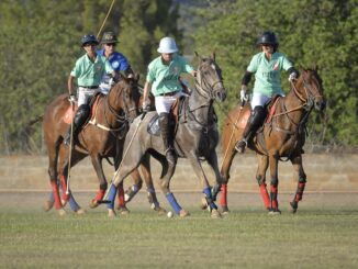 Pferdesport Polo