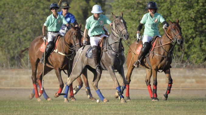 Plo_online_pixabay Pferdesport Polo