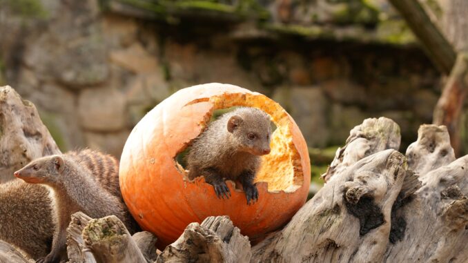 HalloweenZoo_Anke Wolten-Thom