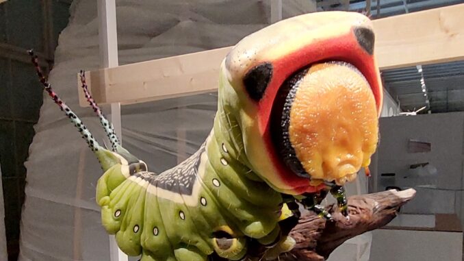 Senkenberg_Raupe Senkenberg Insekten