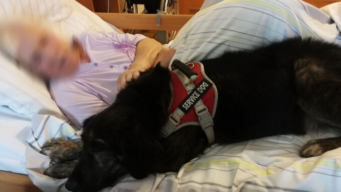 Therapiehzund_AlinaHanel_2_gepixelt Therapiehund