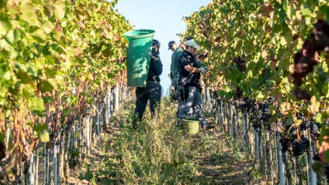 Wein_Wackerbrth_Handlese im Thonberg_(c)_Roland Achtziger Wein Winzer