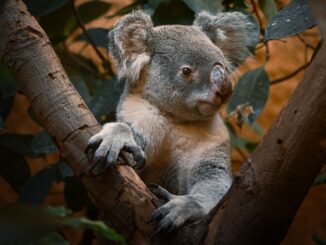 Zoo koala