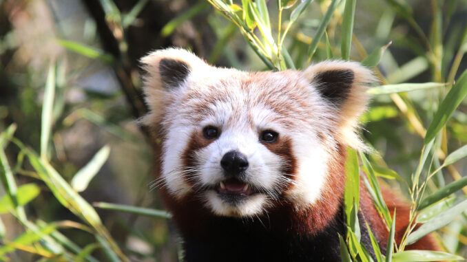 Zoo Roter Panda
