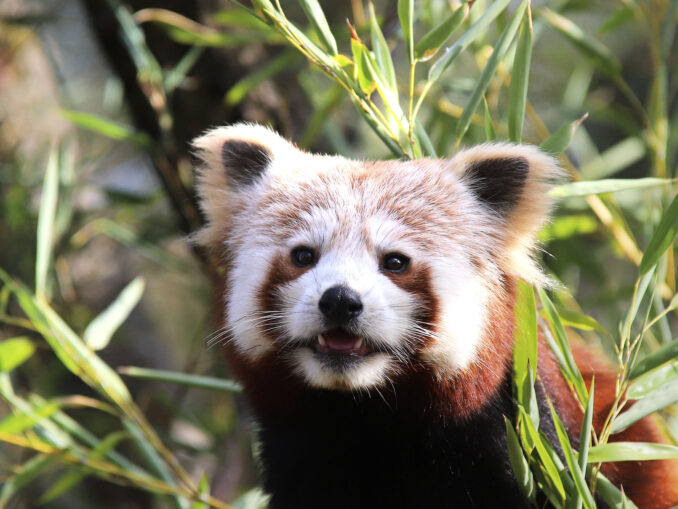 Zoo Roter Panda