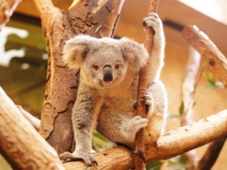 Zoo Koala
