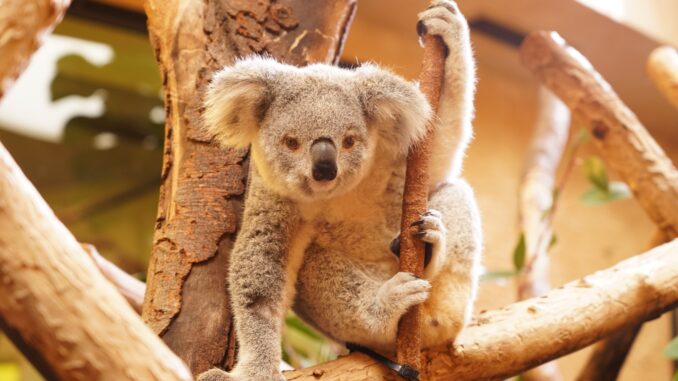 Zoo Koala