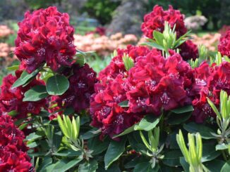 Rhododendron
