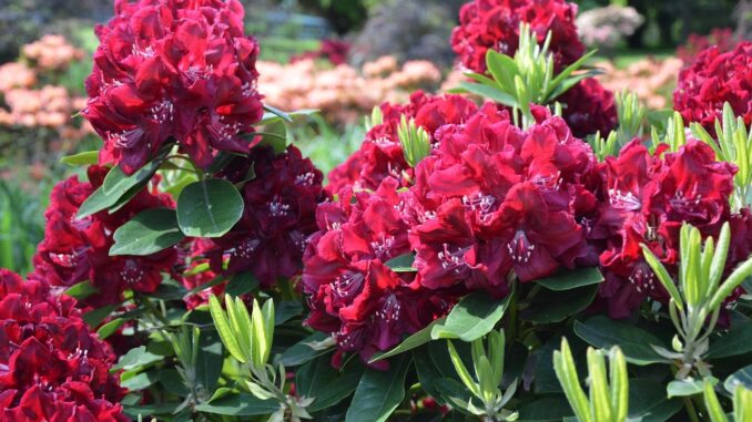 Rhododendron