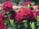 Rhododendron