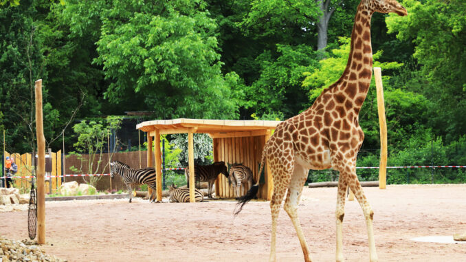 Zoo Giraffen
