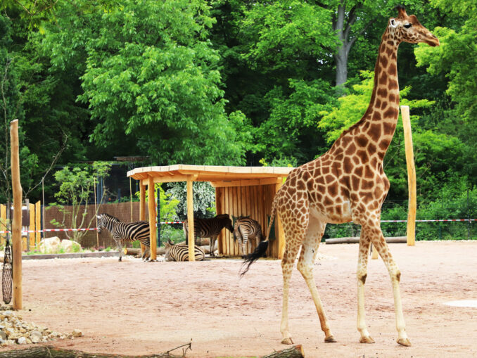 Zoo Giraffen