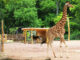 Zoo Giraffen